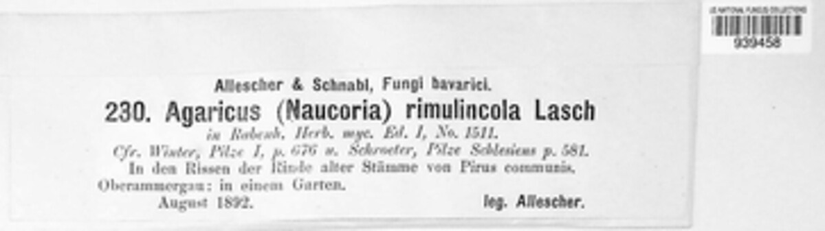 Phaeomarasmius rimulincola image
